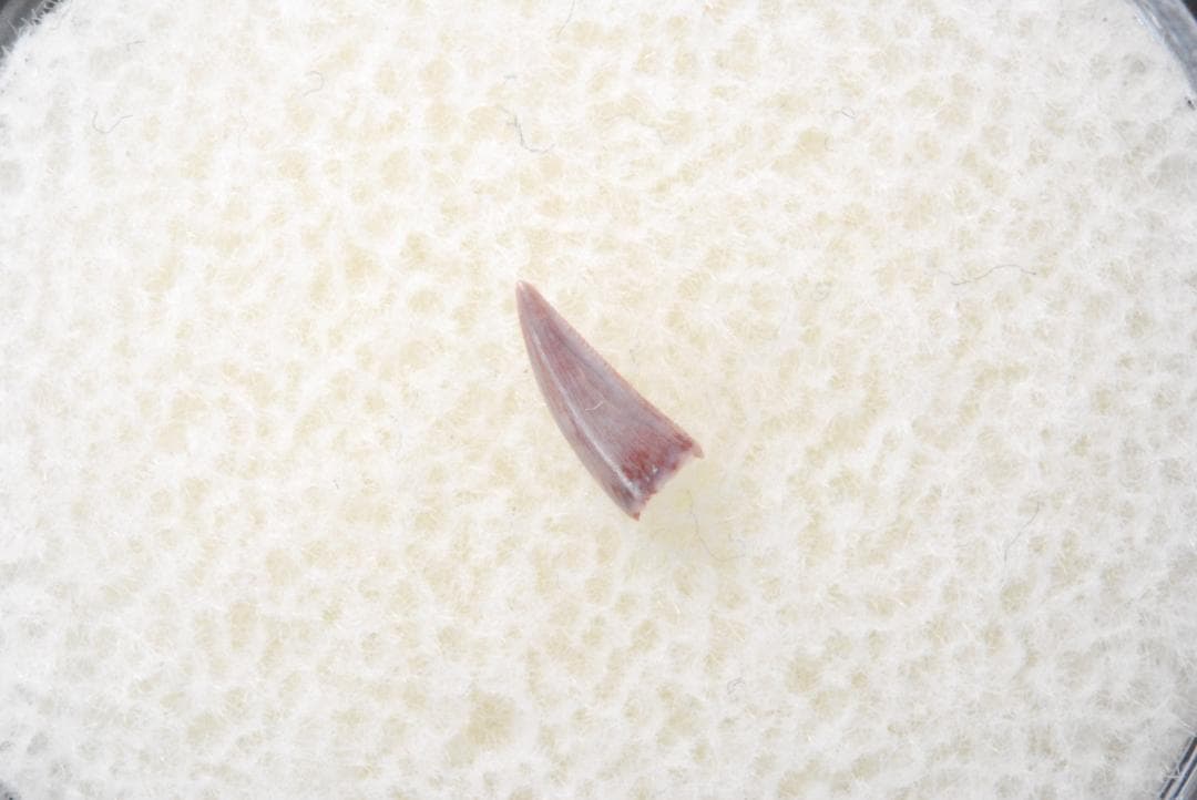 化石 コエロフィシス 歯 [DS394] 恐竜 希少 レア