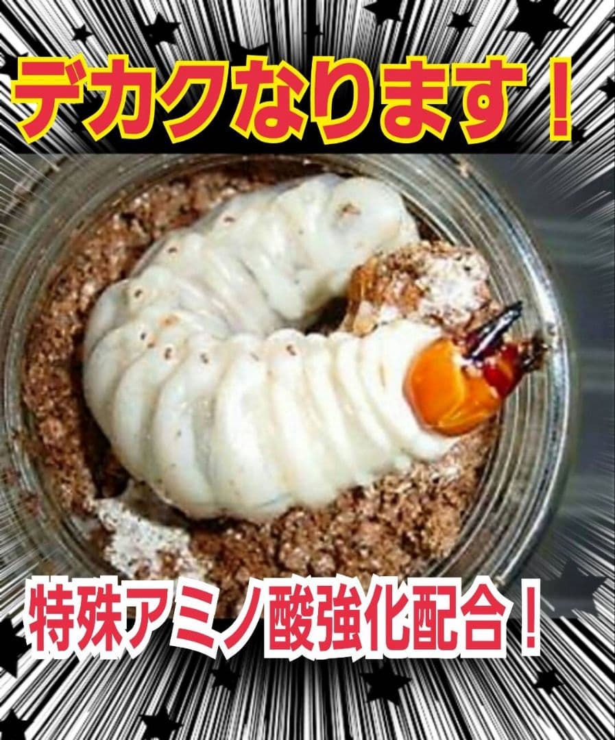 極上！カワラタケ菌糸瓶　特大1500ml【5本】特殊アミノ酸強化配合！デカクなる