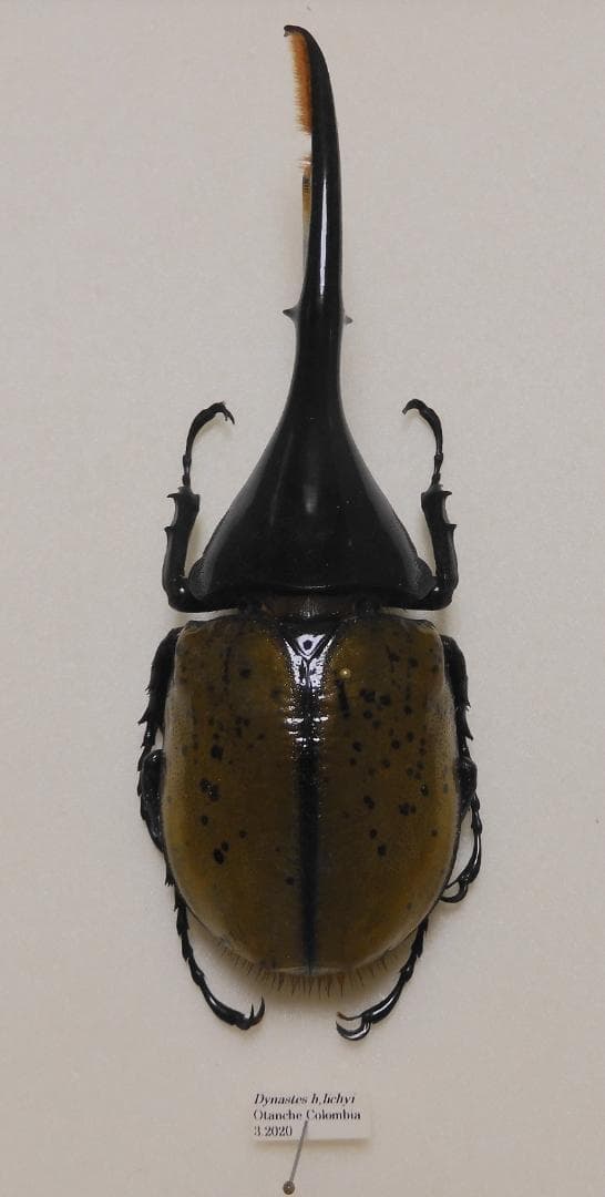 コロンビア産リッキーヘラクレスオオカブト3