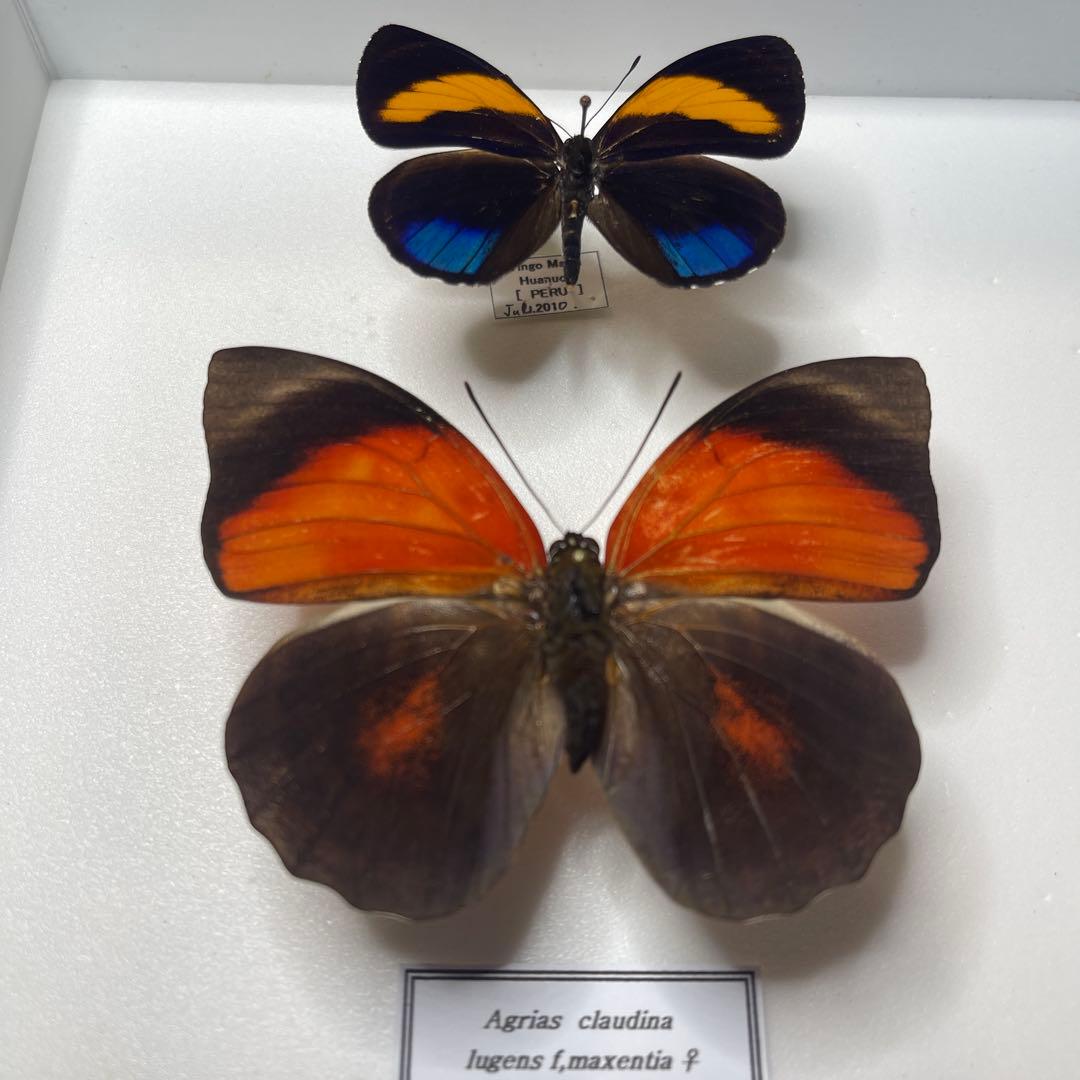 Agrias claudina lugens ♀8mm