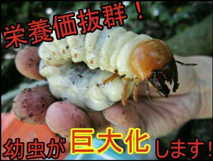 極上！黒アワビタケ菌糸瓶【10本】初令、2令に最適なサイズ！ニジイロクワガタに！