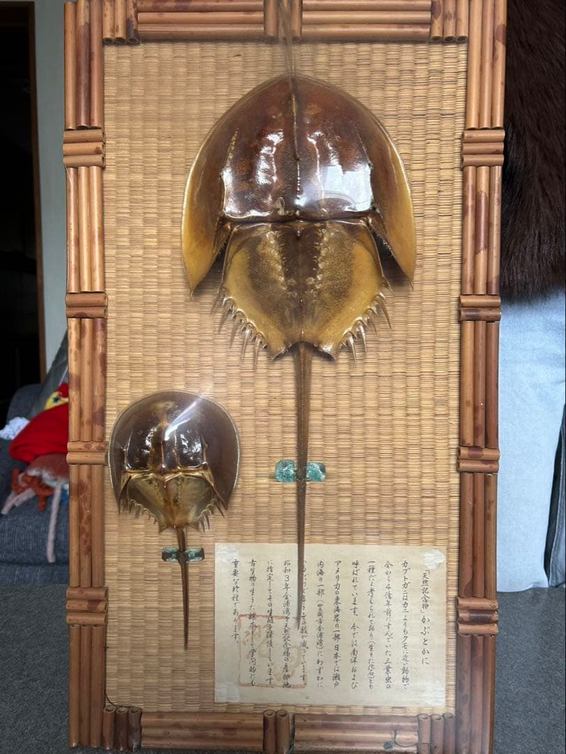 カブトガニ標本 大小2体セット