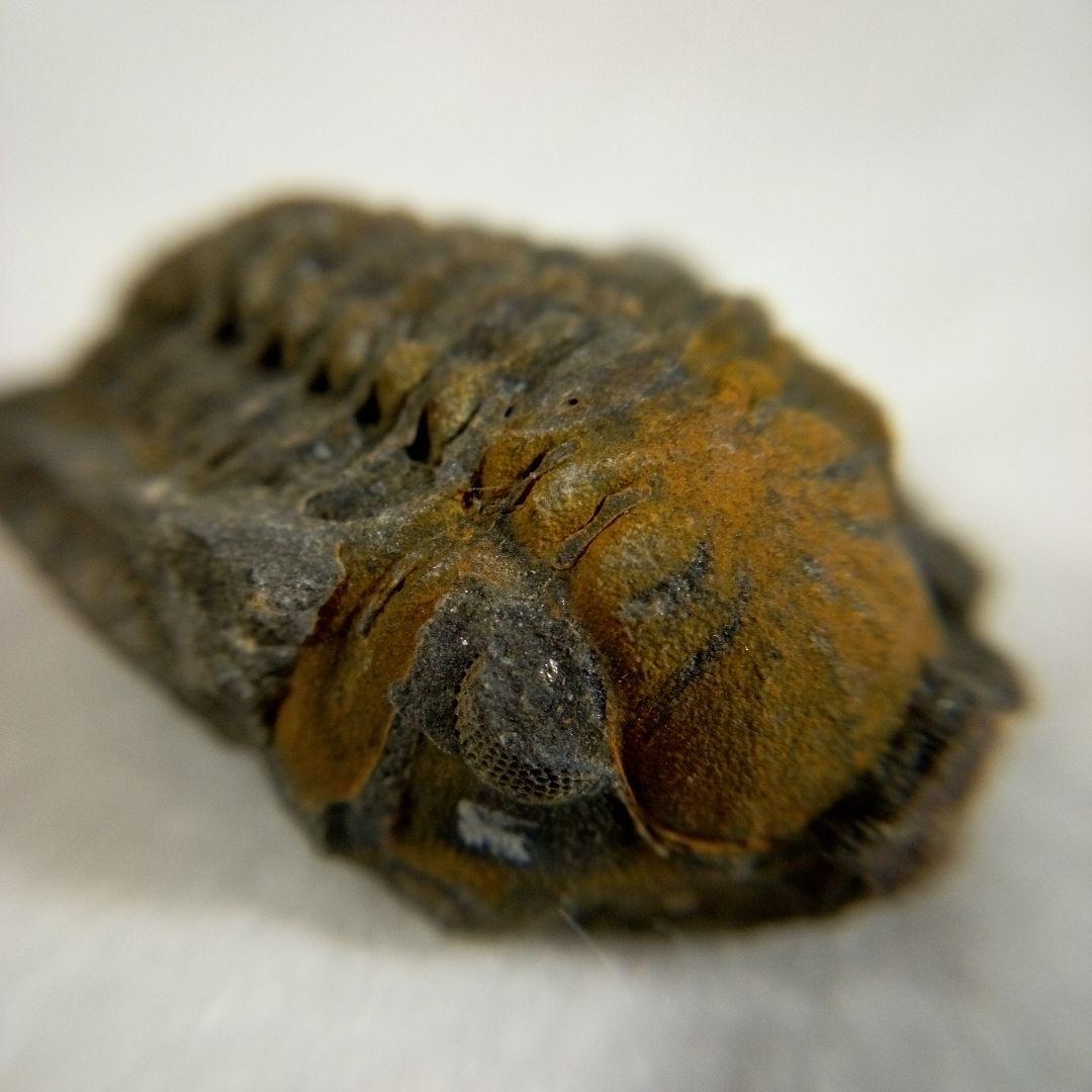 三葉虫　化石　三葉虫化石　究極のレトロ　fossil　ボリビア産　化石管理番号⑮