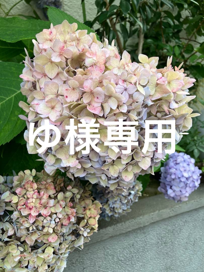 ゆ