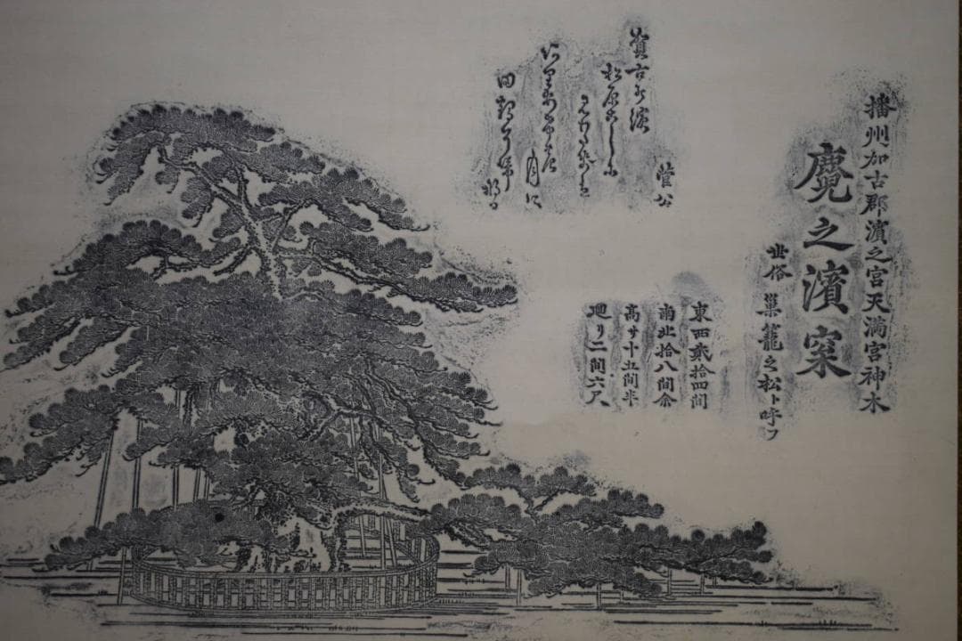 真作/藩州加古郡/浜之宮天満宮神木鹿児之浜松 /布袋屋掛軸HG-165