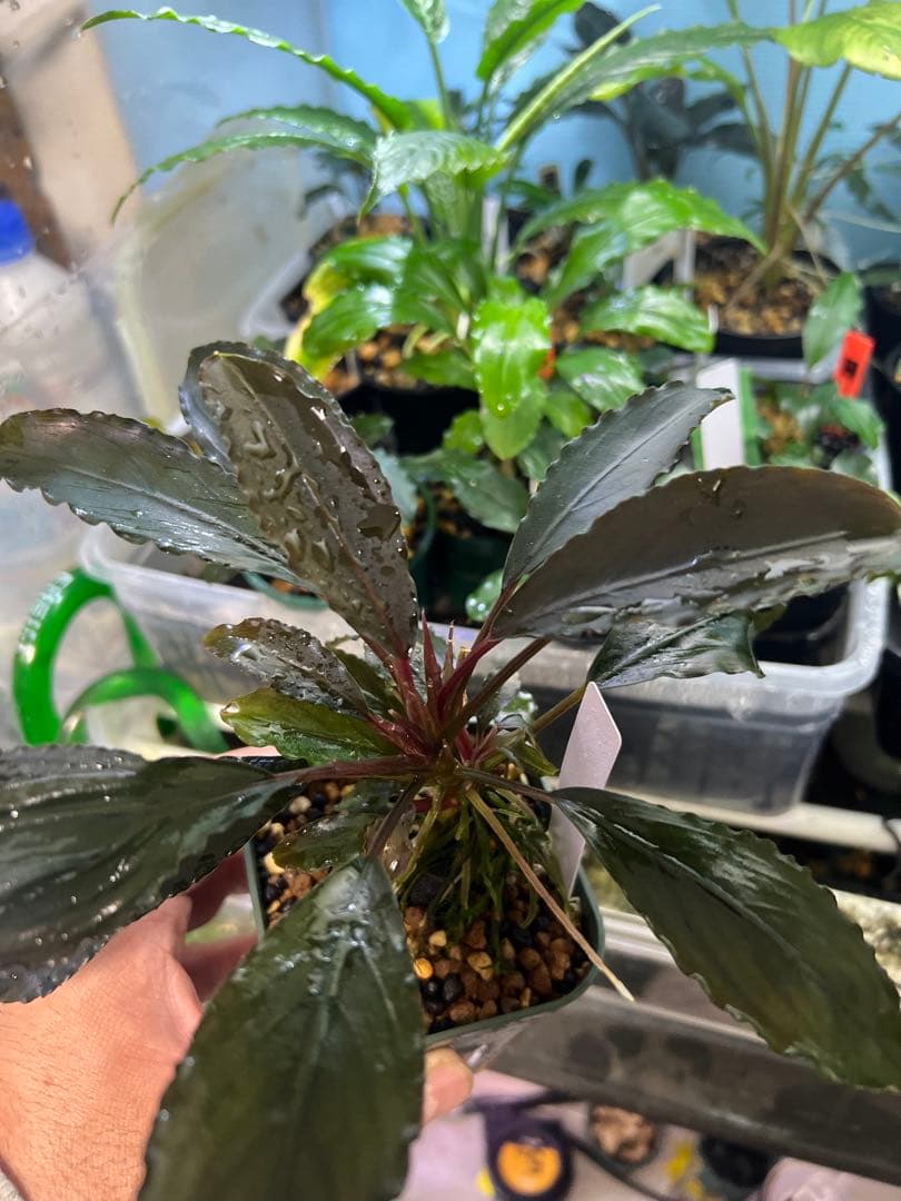 【AZ】ブセファランドラsp.deep purple