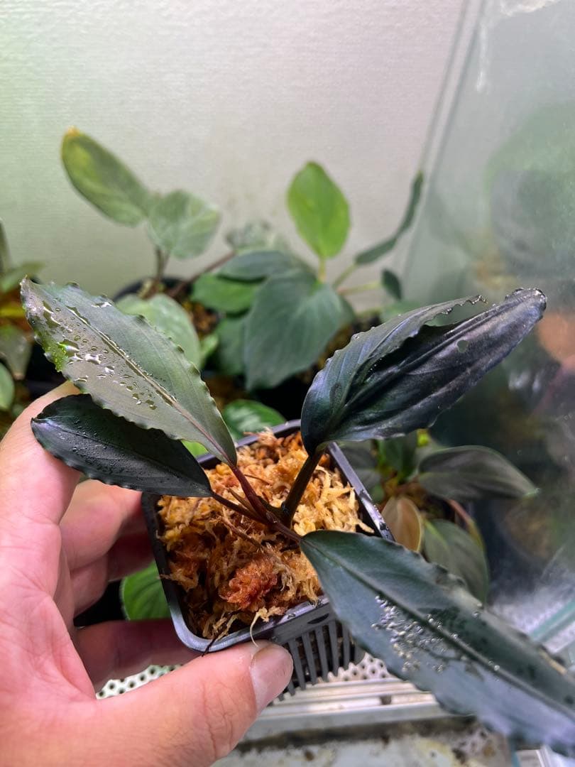 【AZ】ブセファランドラsp.deep purple