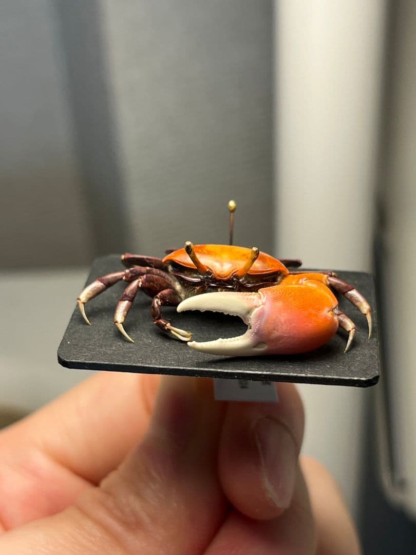 【色残抜群】ベニシオマネキ かに カニ 蟹 ガニ シャコ エビ ロブ 昆虫標本