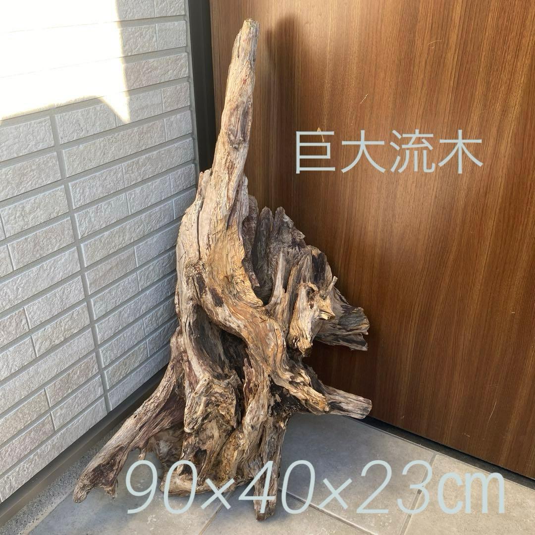 【ハマ流木】