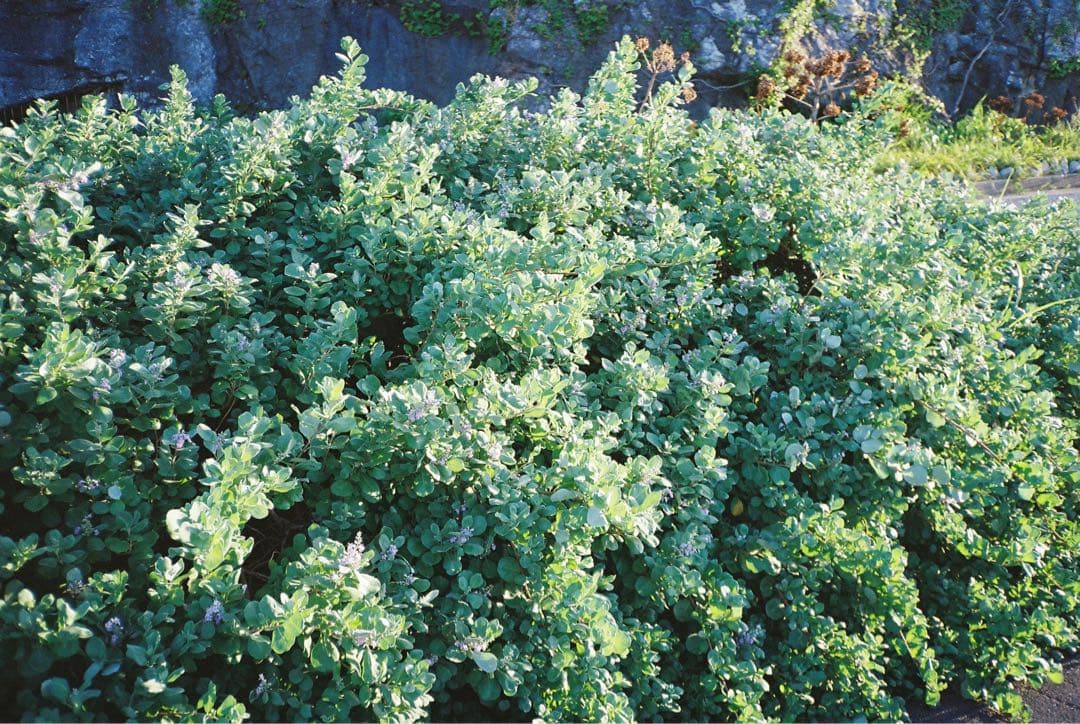 【撮影・OH済み】Konica 現場監督28WB コンパクトフィルムカメラ　K