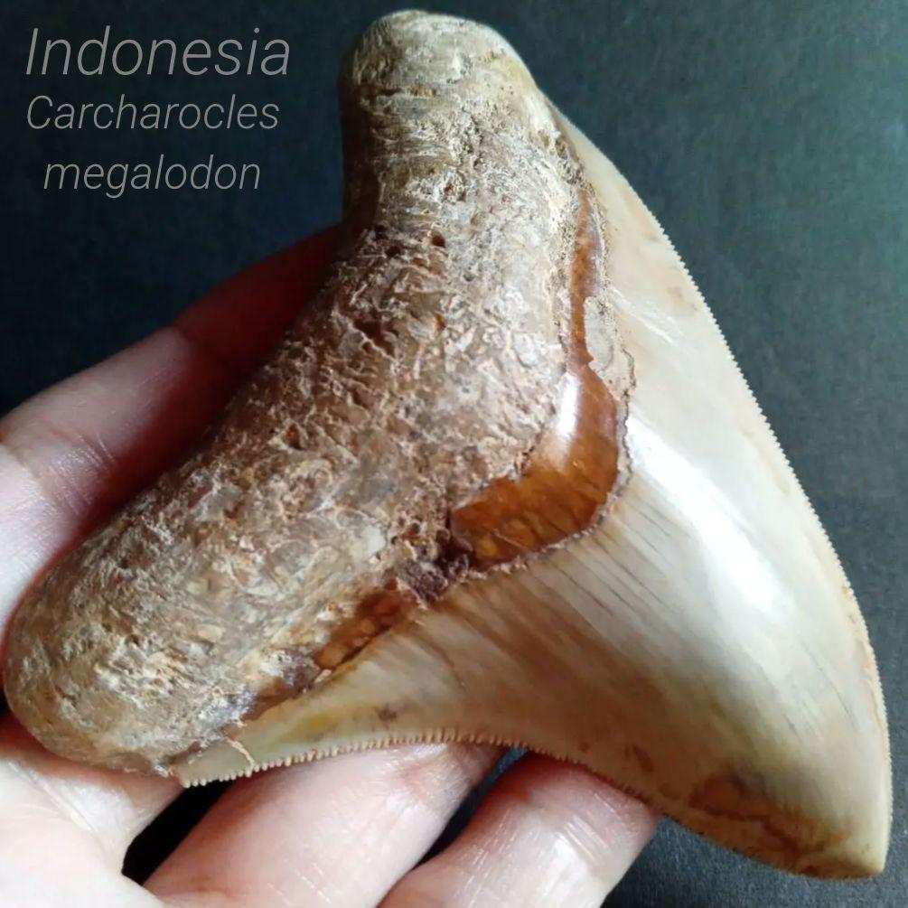 サメの歯化石　インドネシア　 メガロドン