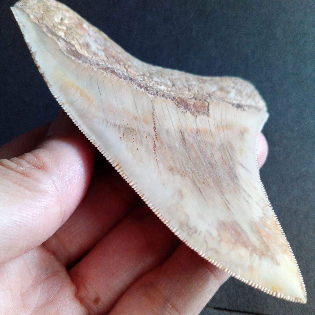 サメの歯化石　インドネシア　 メガロドン