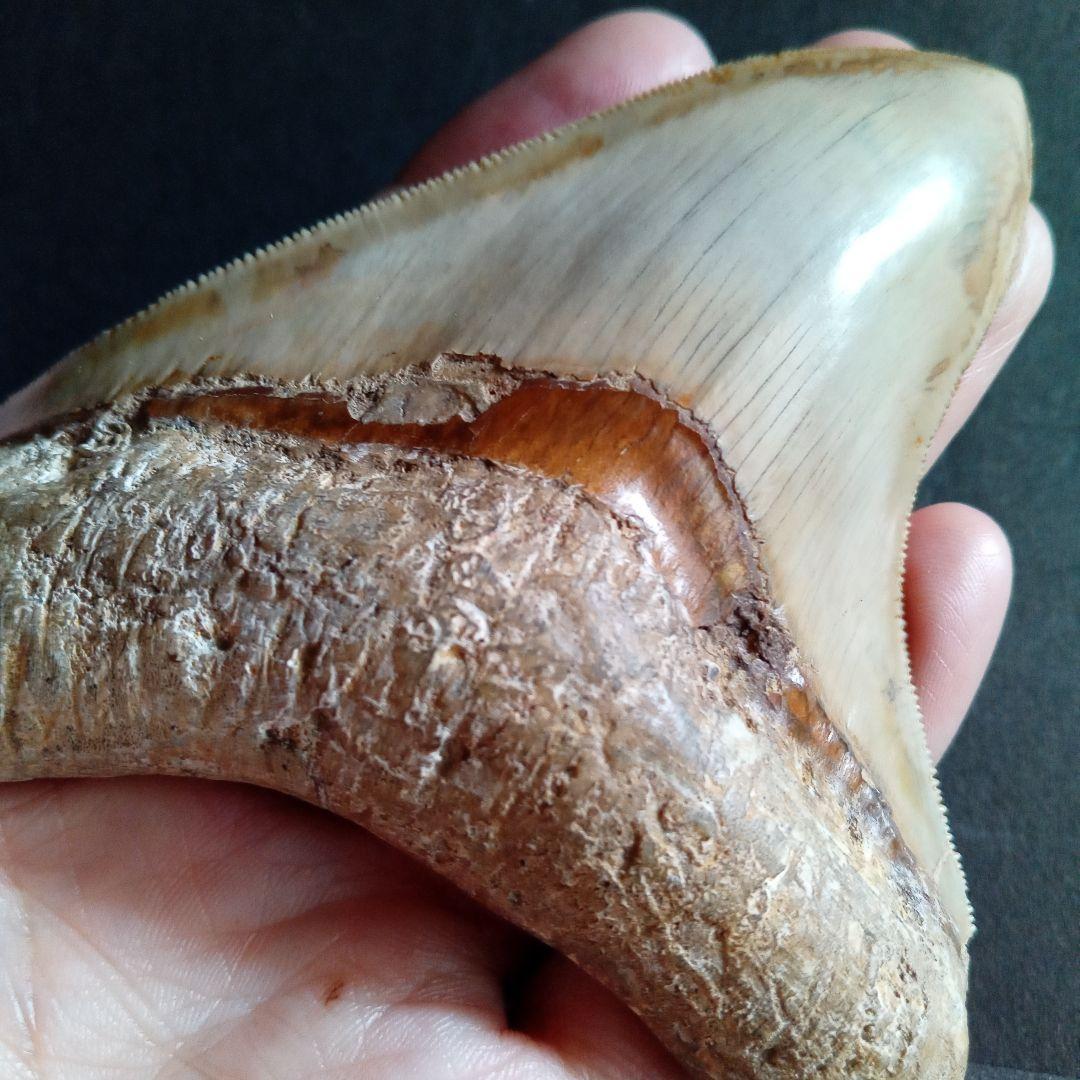 サメの歯化石　インドネシア　 メガロドン