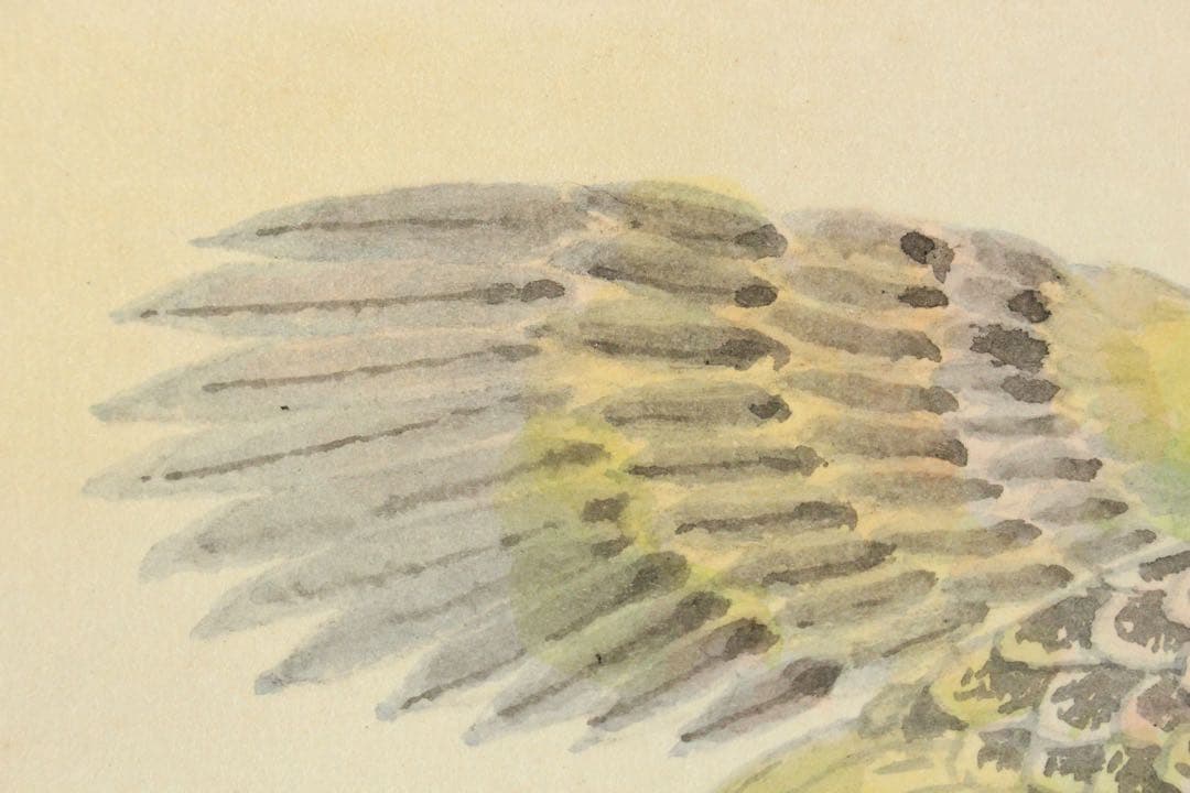 No5417掛軸　前川修　「雉子」　紙本着色　共箱　日本画　花鳥　古画　送料無料