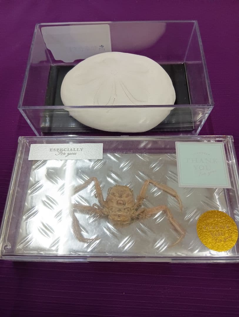 四国太平洋高知県産稀少平家蟹（蜘蛛蟹）サムライ蟹＆タコノマクラリアル標本セット