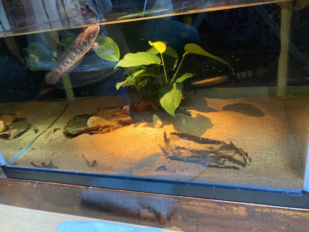 20Lろ材水質浄化抜群濾過フィルター自社製高品質セラミックリング送料込み即時発送