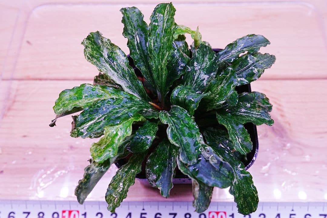 ブセファランドラsp. グリーンウェービー 斑入り バリエガータ　水上葉　無農薬