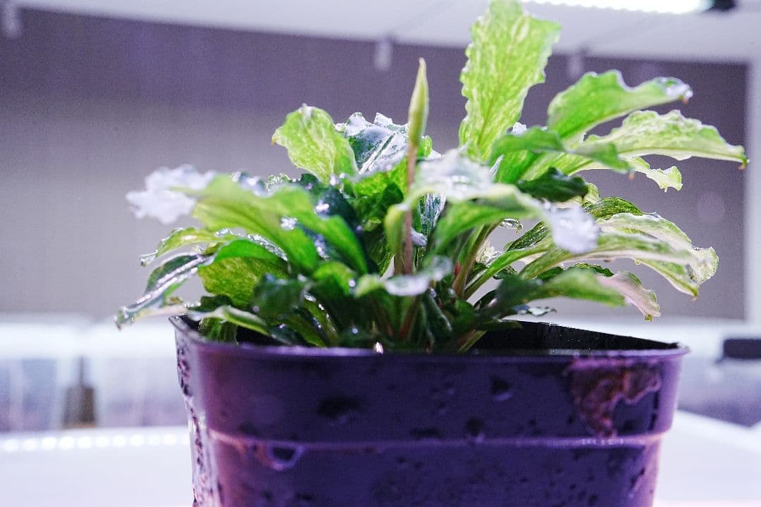 ブセファランドラsp. グリーンウェービー 斑入り バリエガータ　水上葉　無農薬