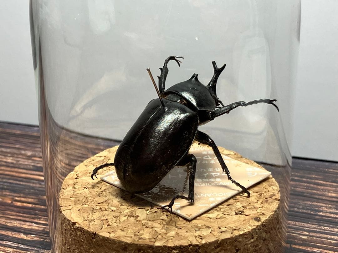 【Glass Beetleヤマトカブトムシ標本 GB-002】