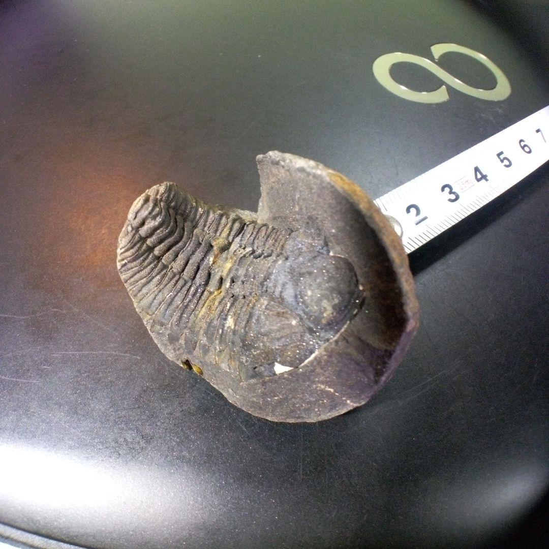 三葉虫　化石　fossil　ボリビア産　トライロバイト　Fossil番号①