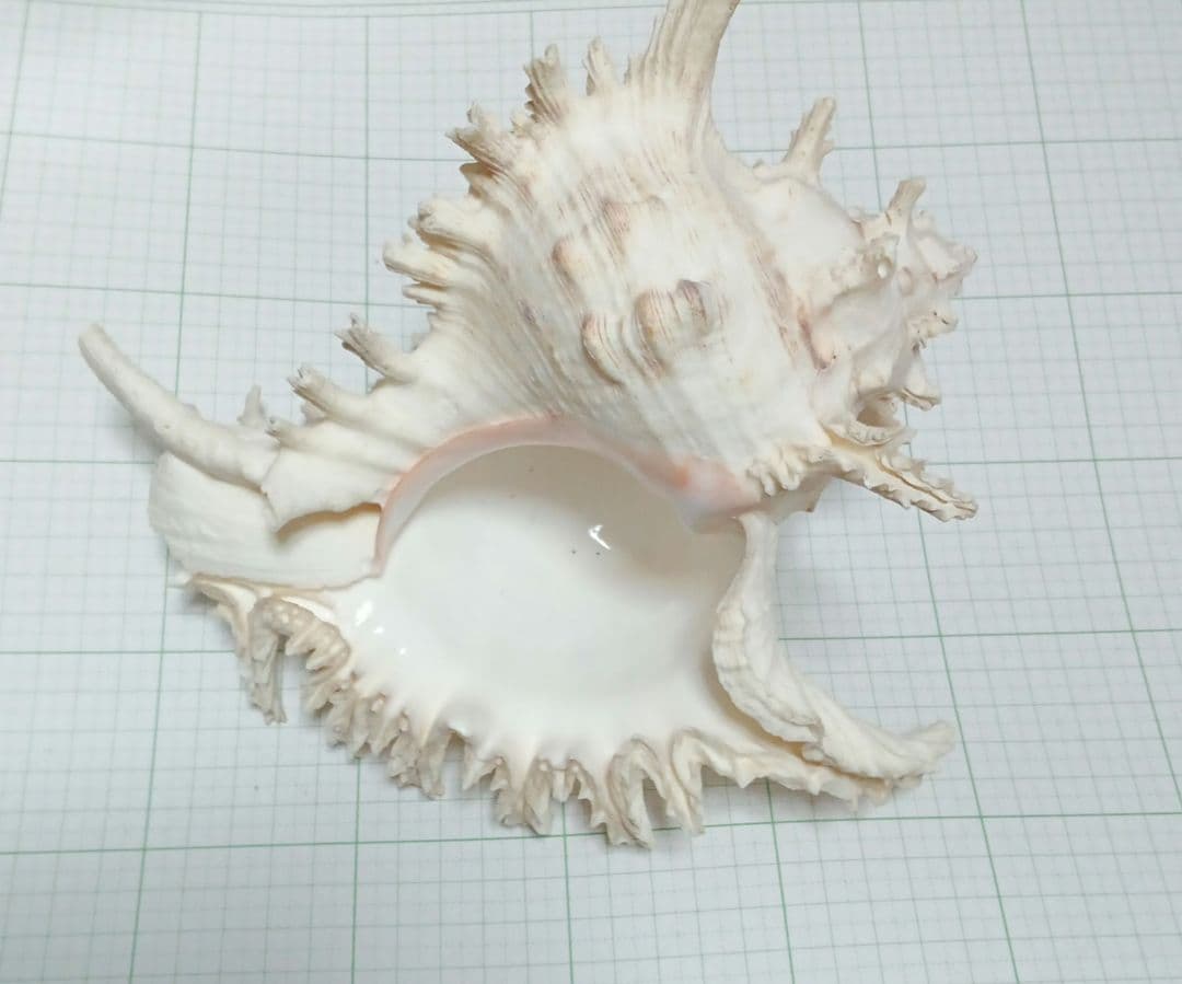 貝殻標本　テングガイ