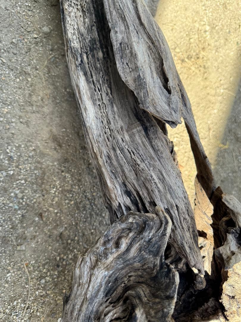 特大流木　流木 レイアウト用品 約143×cm 流木 店舗装飾