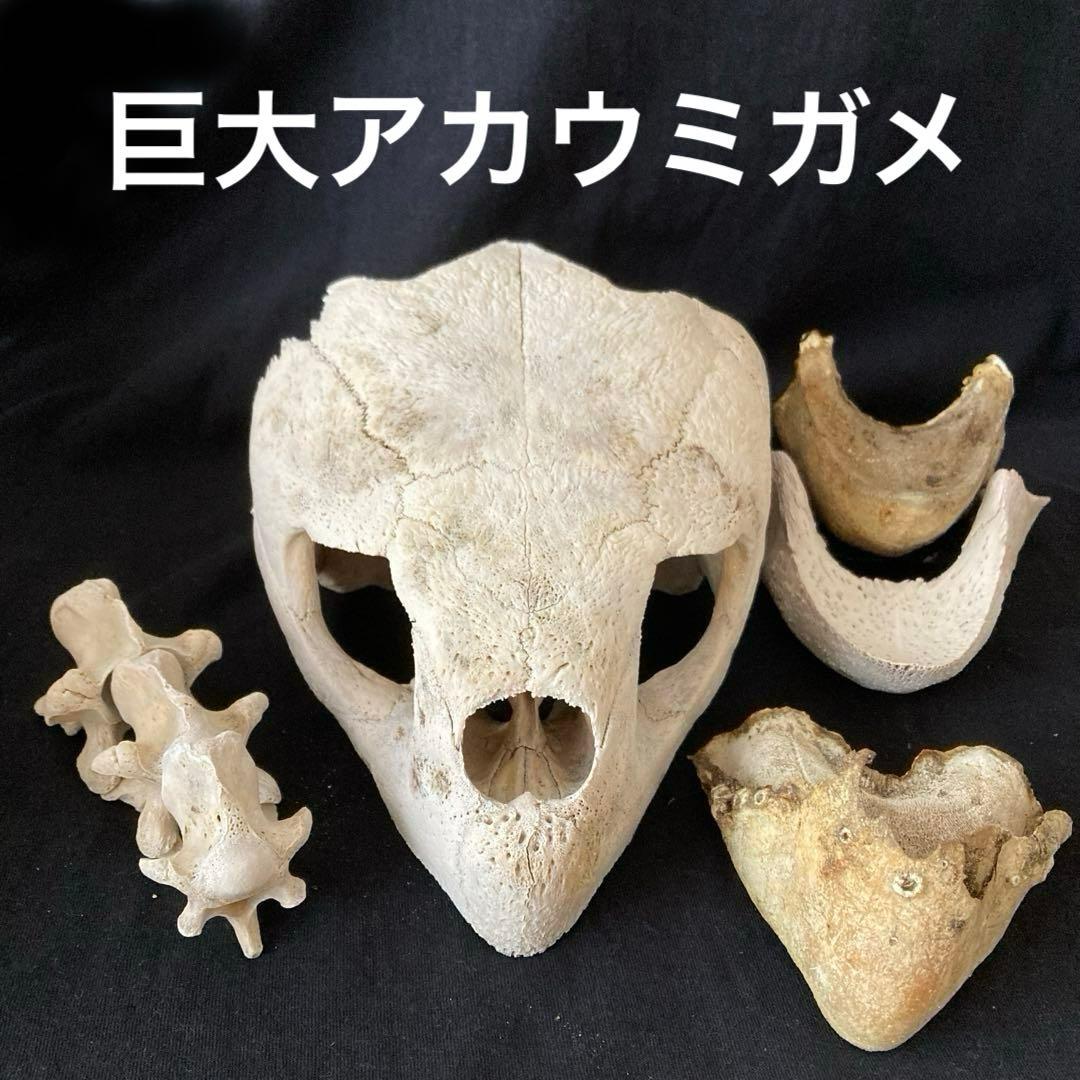 アカウミガメの頭骨、頸椎、クチバシ