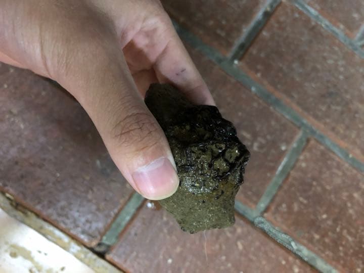 宮沢賢治　バタグルミ化石　土付き　水中保管
