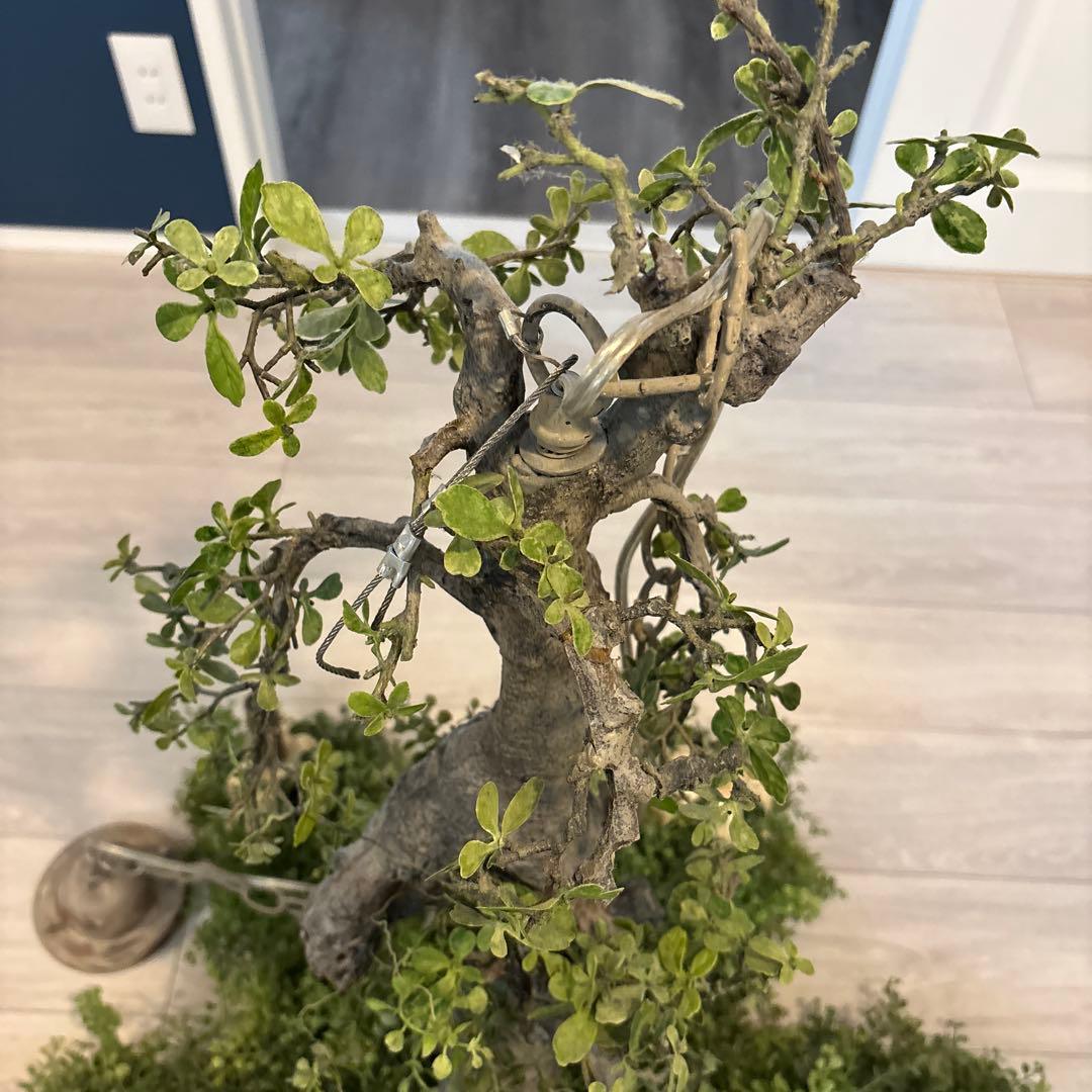 森のシャンデリア