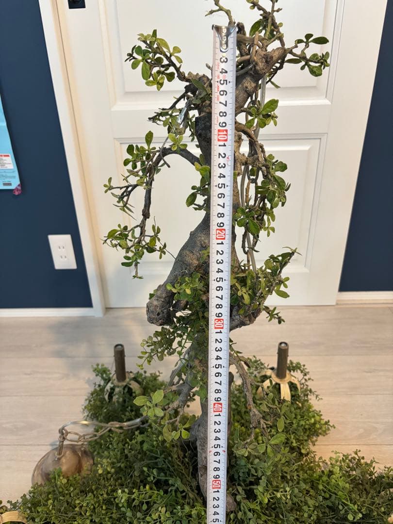 森のシャンデリア