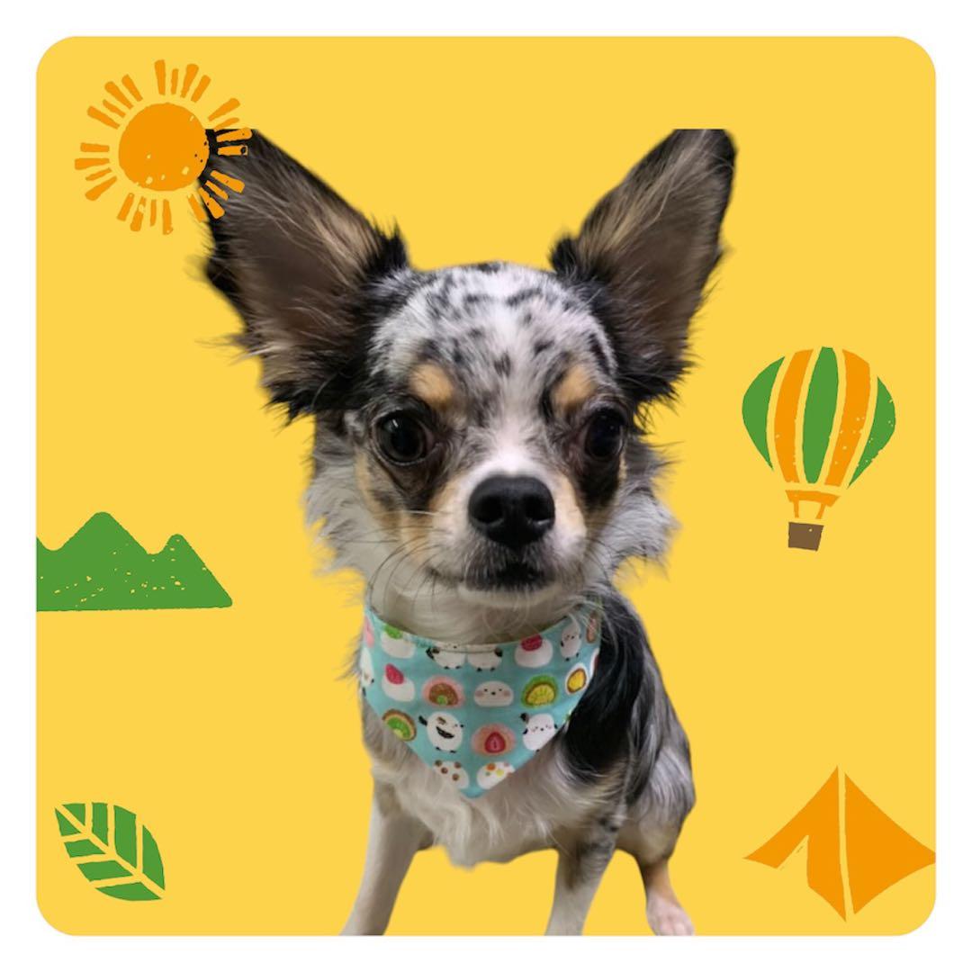 犬ネコ用リバーシブルバンダナ★着用イメージ写真★