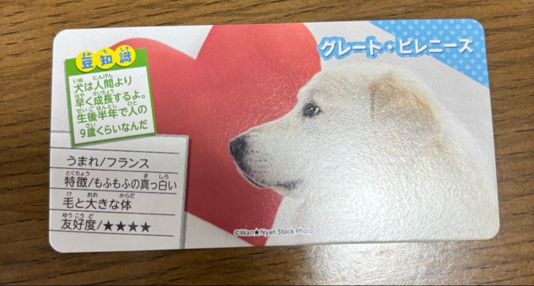 【レア】グレートピレニーズ【美品】