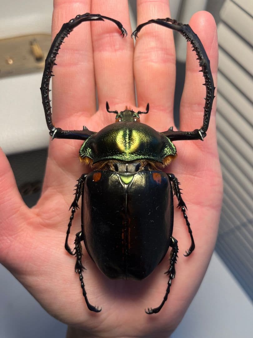 【European】ヤンソニーテナガコガネ　カメムシサシガメ甲虫昆虫標本ハムシ