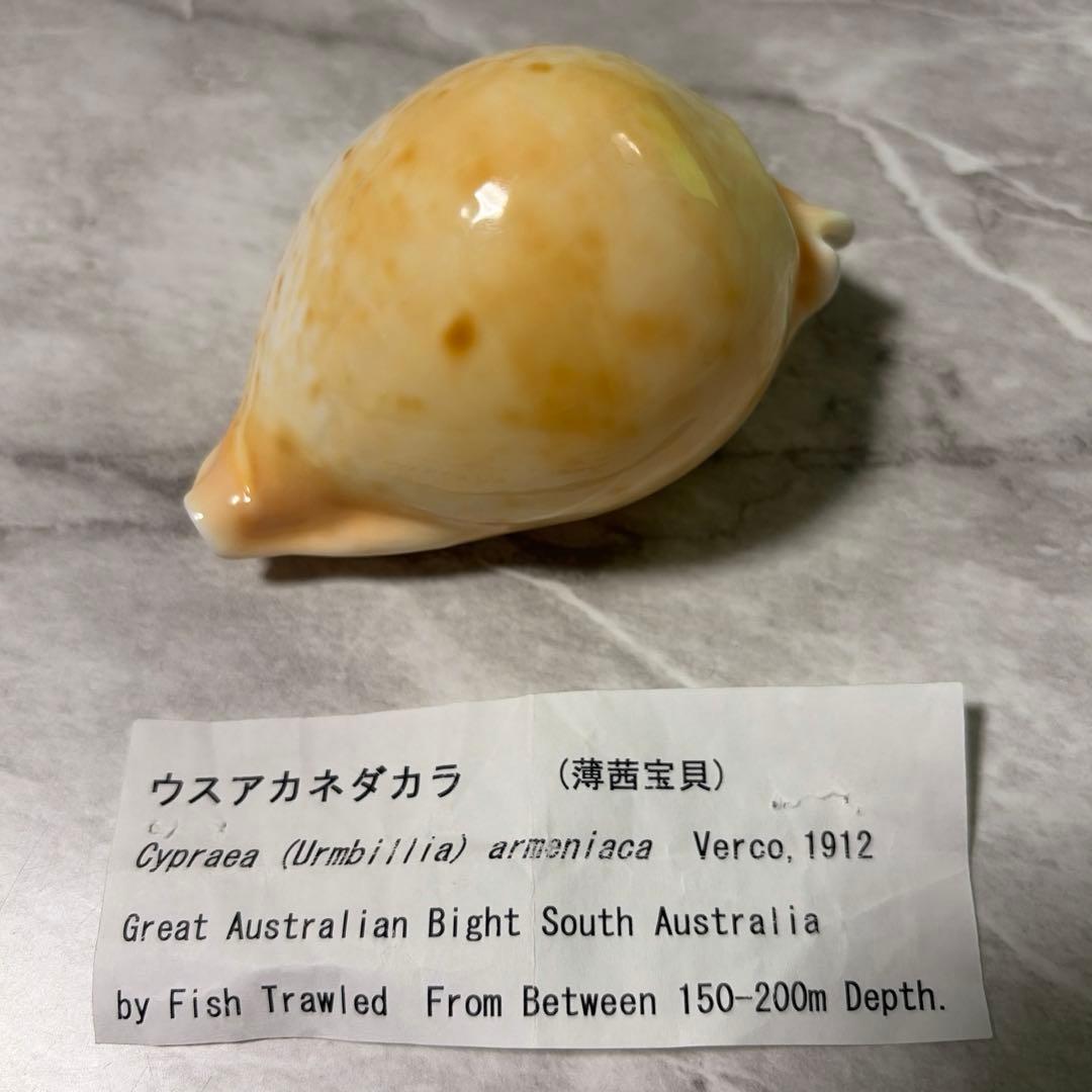 (大型)ウスアカネダカラ　薄茜宝貝　貝殻　コレクション　タカラガイ　ラベル付き