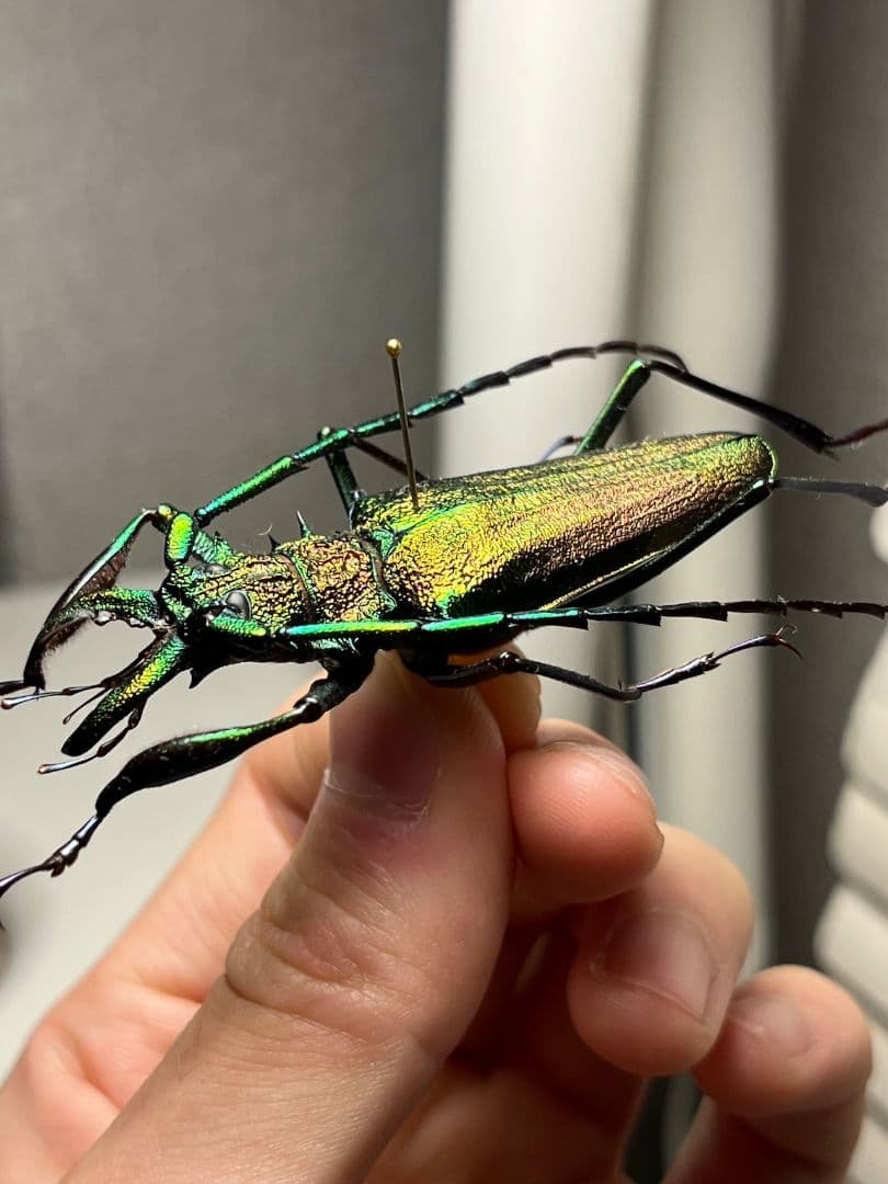 【赤緑】ルリオニカミキリ ムラサキオニノコギリカミキリ 昆虫標本