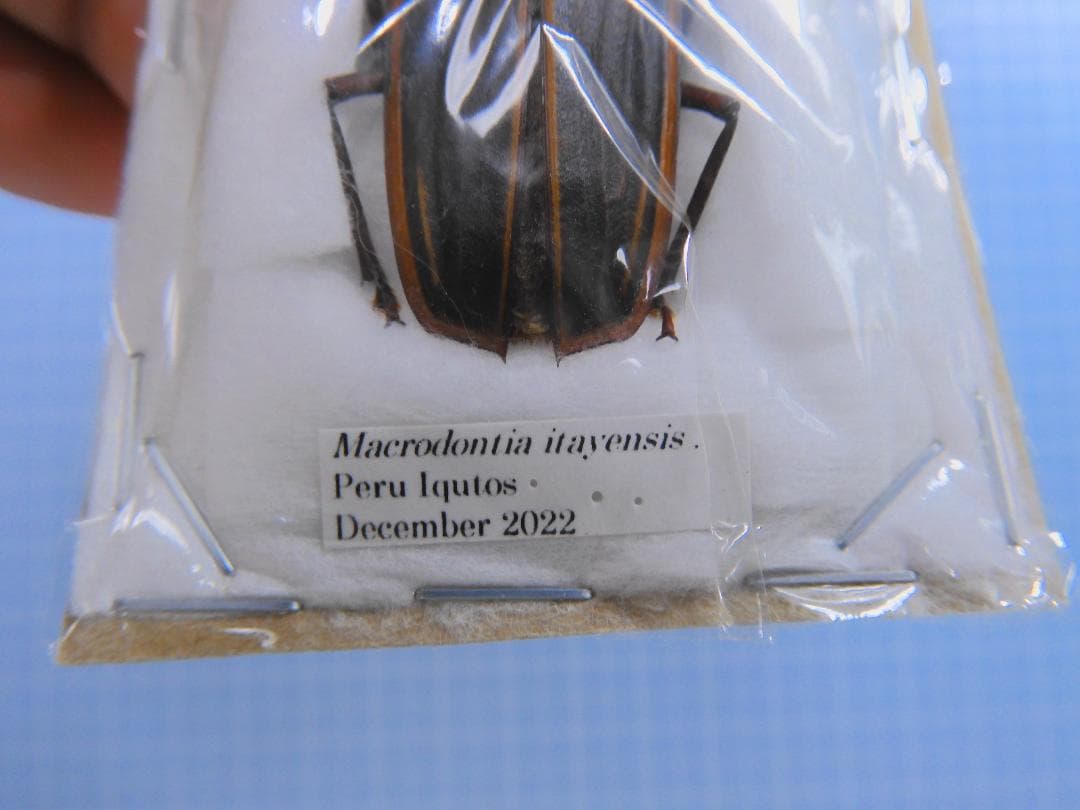 ペルー産　イタヤエンシスオオキバウスバカミキリ　45mm