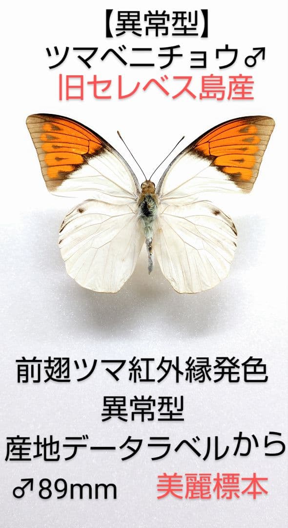 【異常型】ツマベニチョウ♂標本★ 旧セレベス島産★ 89mmラベル準じて貴重標本
