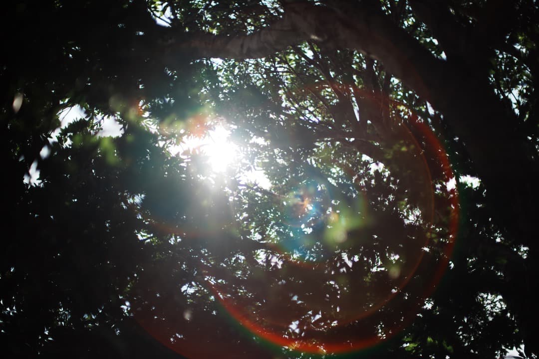 【希少・極美品】Canon New 50mm F1.2 L キャノン 173