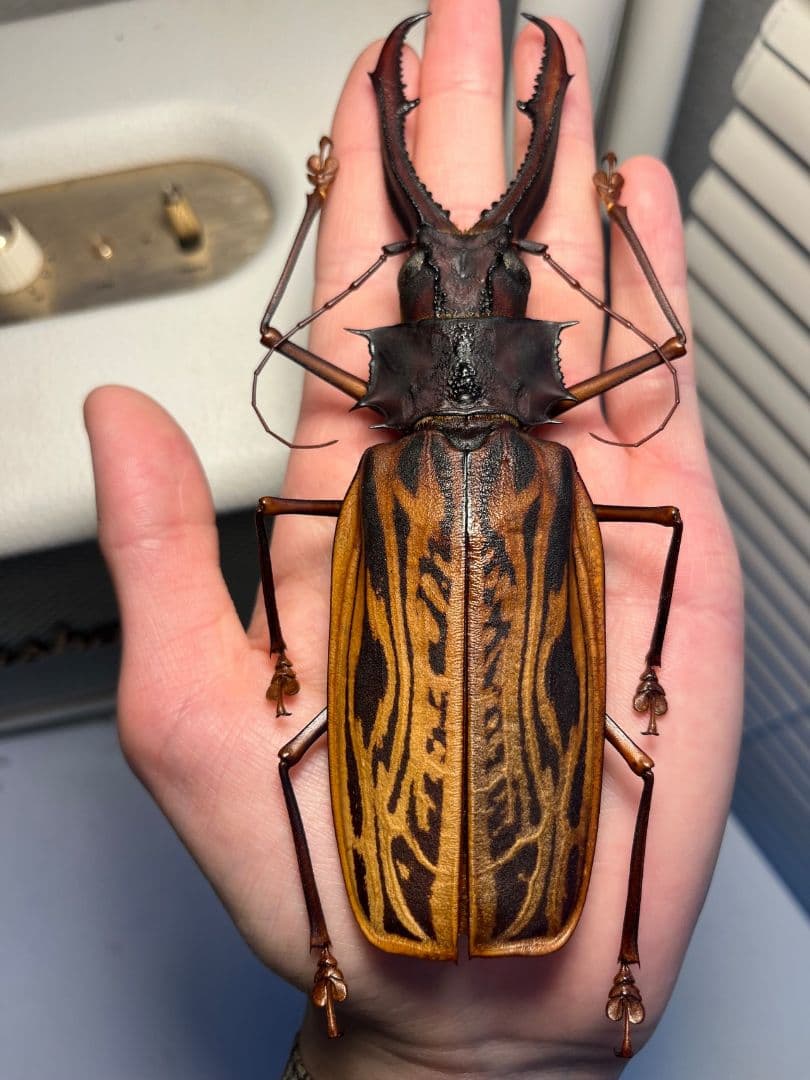 【155mm程】オオキバウスバカミキリ標本 Macrodontia 昆虫標本