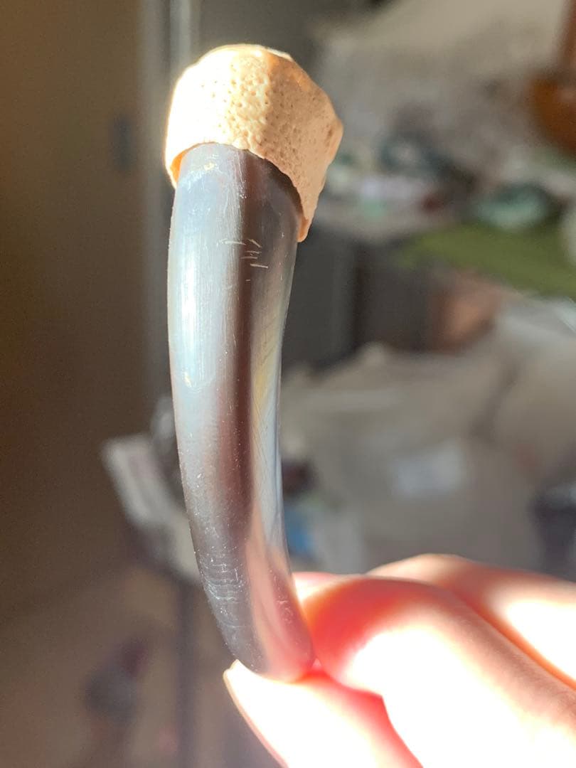 巨大　ヒグマの爪　北海道　アイヌ　根付　骨格標本　お守り　魔除け　開運　金運