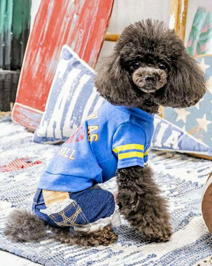 新品タグ付き　レース☆デニムPT 　asknowasdewan　アズノウアズデワ