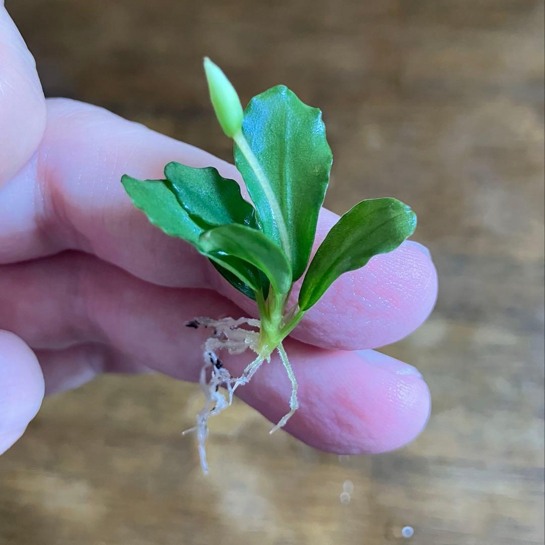 【本物保証】ブセファランドラ sp\"彩雲\" 【AZ便】