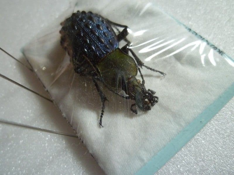 【外国産オサムシ標本】緑と青のイボカブリモドキ/甘粛省.小各龍山産/39mm