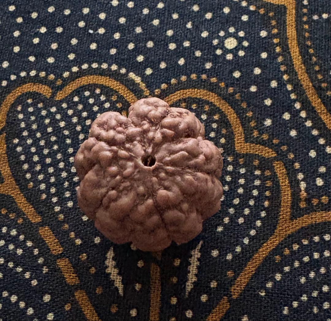 ねこりん　ルドラクシャマーラー　オール2ムキ