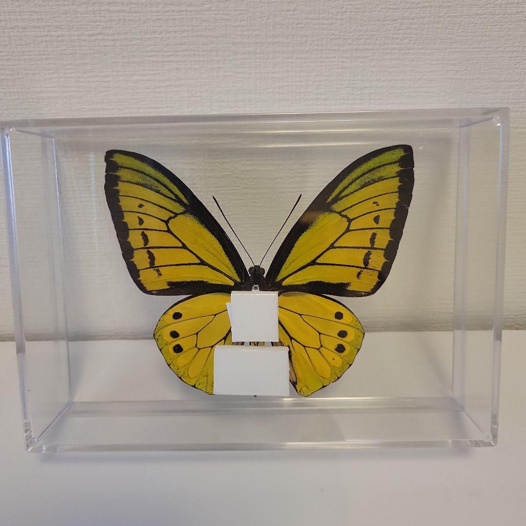 蝶の標本　トリバネチョウの王様(珍特A)