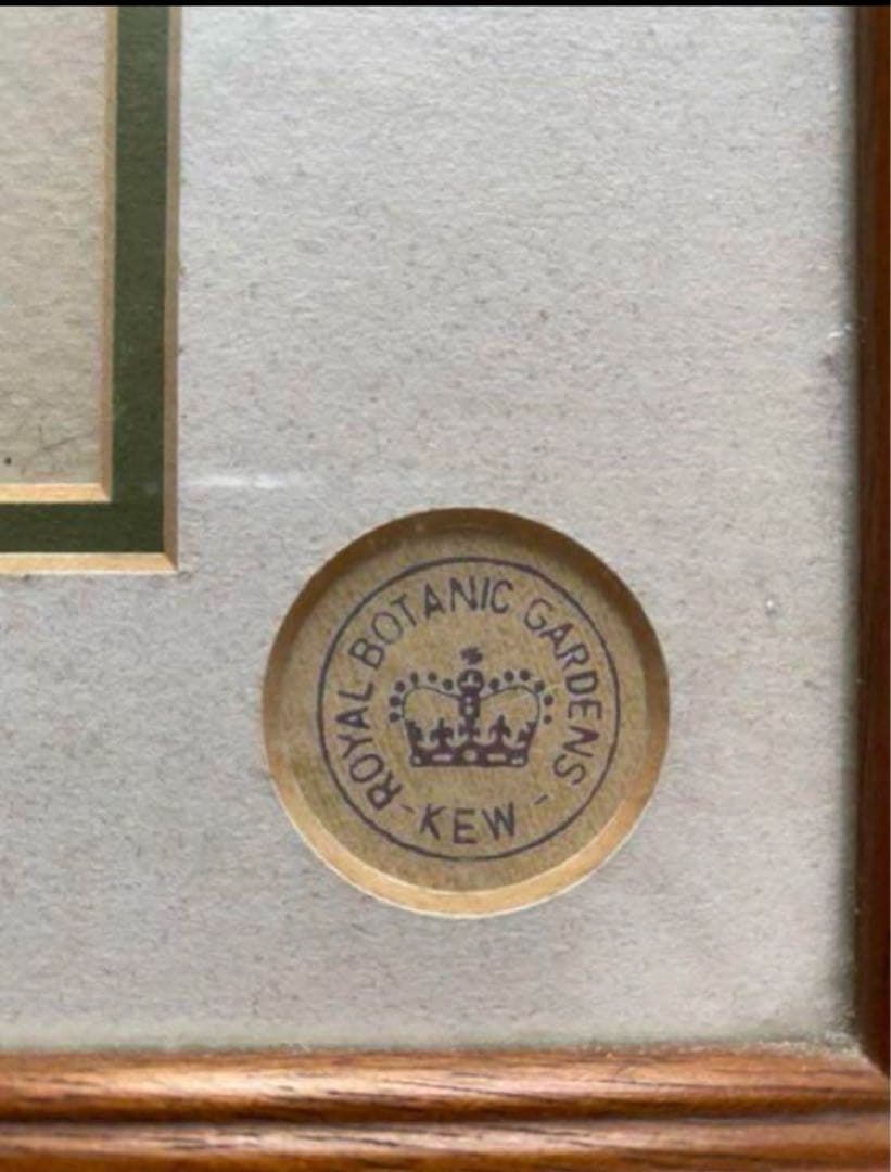 英国　Kew Garden オーキッドのスケッチのプリント木製フレ入り付き