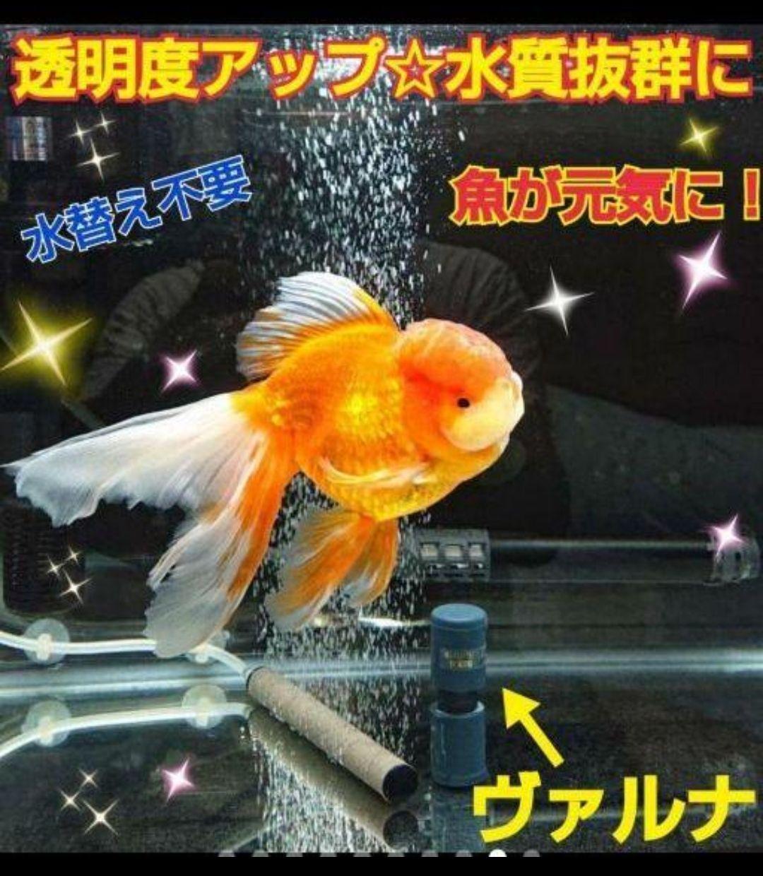 らんちゅうの飼育者絶賛！水槽の水を綺麗に保つ【ヴァルナ】有害物質、病原菌強力抑制