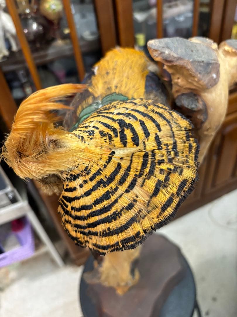 キジの 剥製 木製 の台座 鳥の置物 高さ約７１cm 大特価激安