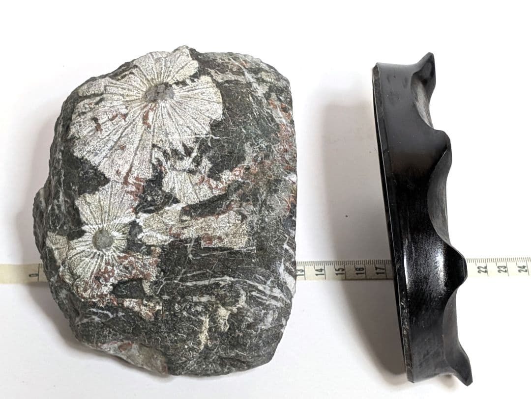 菊花石　鑑賞石　天然石　オブジェ　置物