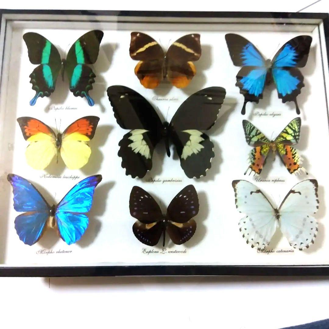 オオルリアゲハ他熱帯性蝶類合計9種類